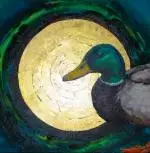 The Mallard who did not want to leave cropped