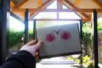 Flamingos
