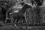 Galloping Horse OTP