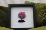 Pink Sheep Wool