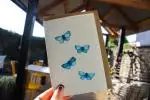 Blue Butterflies