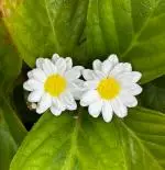 White flower studs