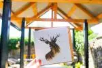 Stag