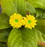 Smaller Yellow Flowers