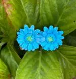 Blue Flower