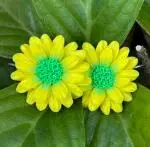 Large Yellow flower