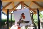 Robins song
