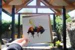 Bee